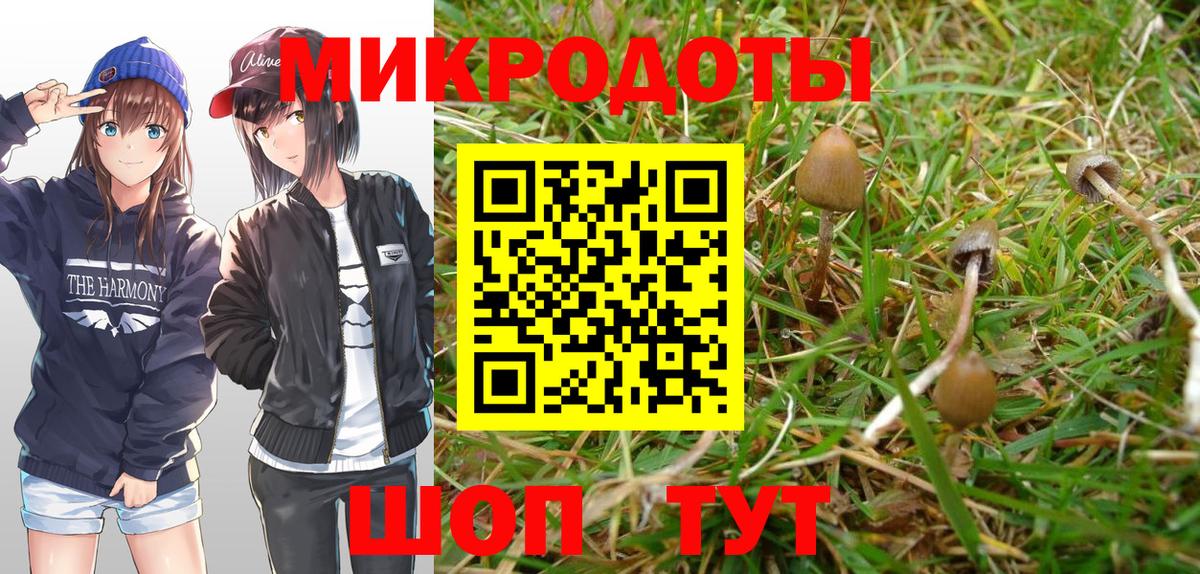 Псилоцибиновые грибы Psilocybe  Камышлов 